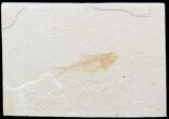 Bargain Diplomystus Fossil Fish - Wyoming #44220-1